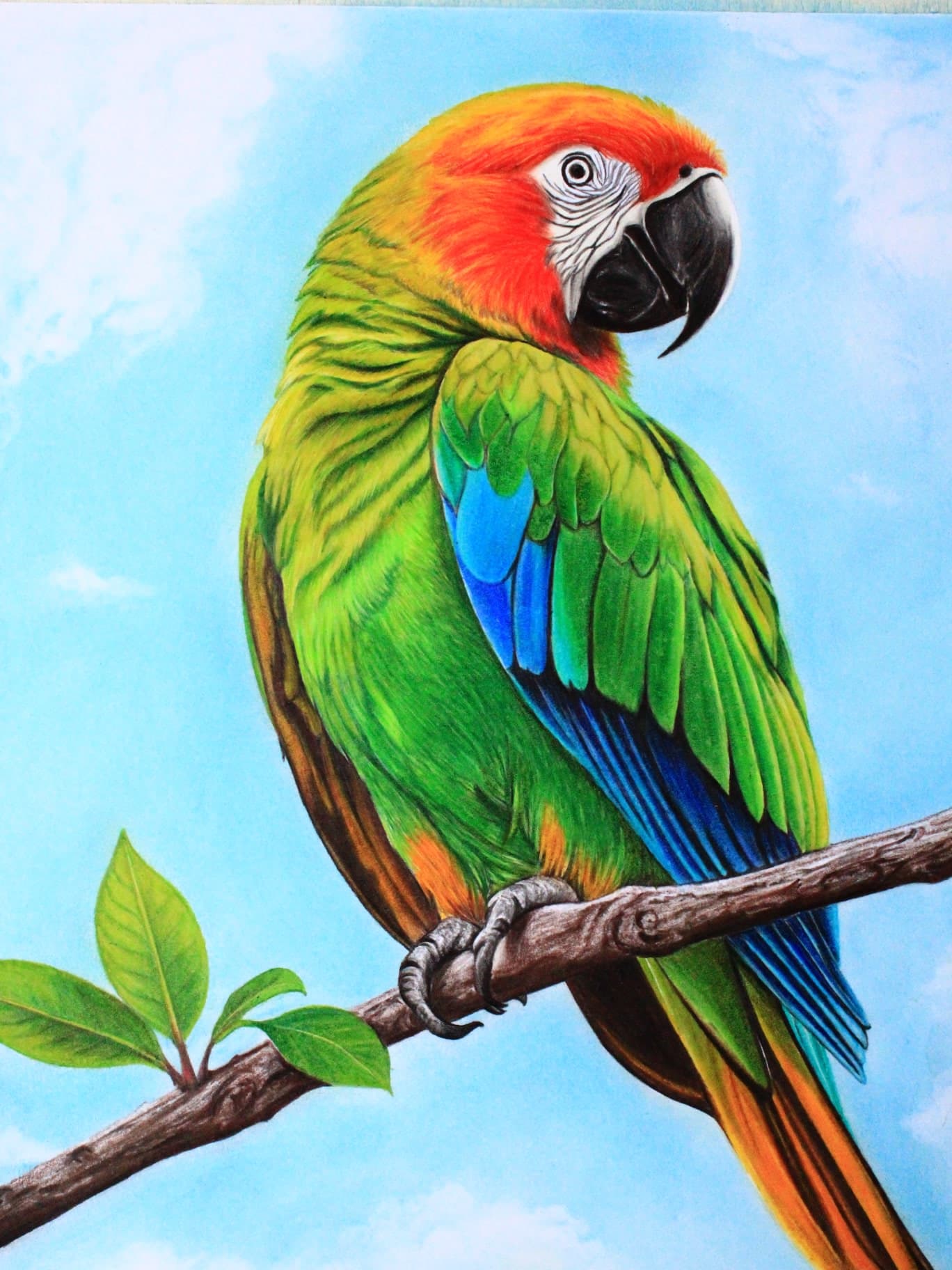Color Pencil Macaw Parrot by Minal's Art Studio