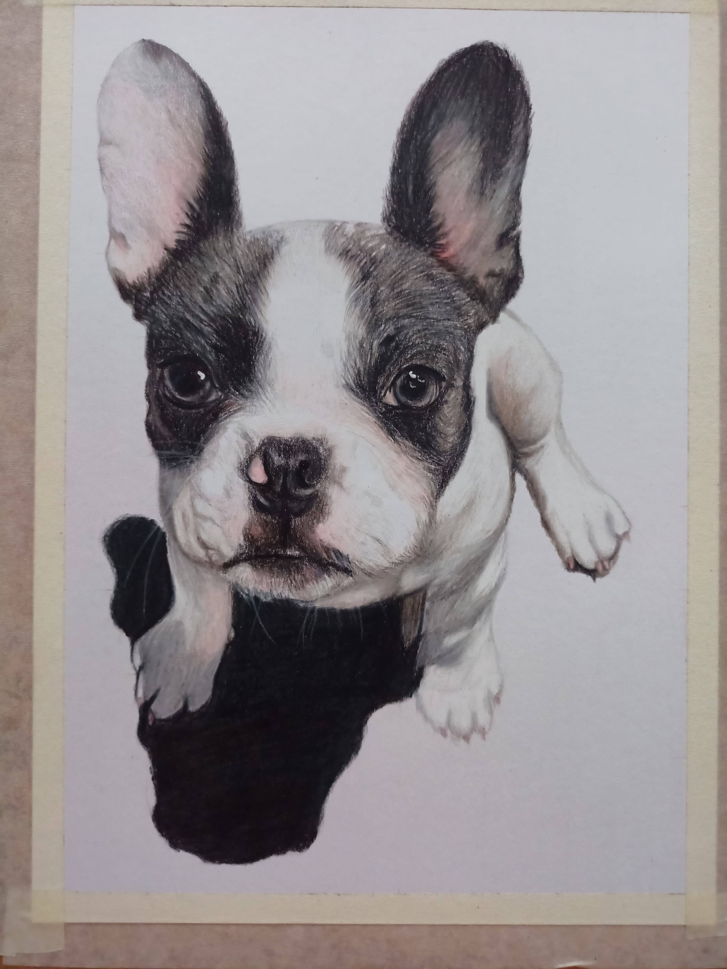 Pet Portrait Colored Dog